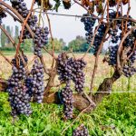 Barla Lahikası’ndan Üçüncü Sebep